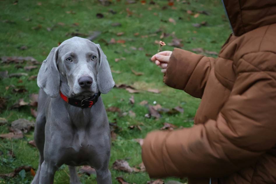 A deaf dog learning hand signals with its owner in a cozy home setting