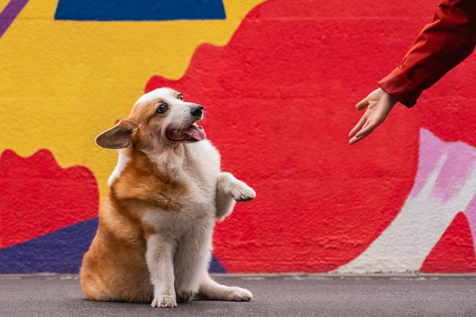 A group of deaf dog owners connecting at a community event outdoors