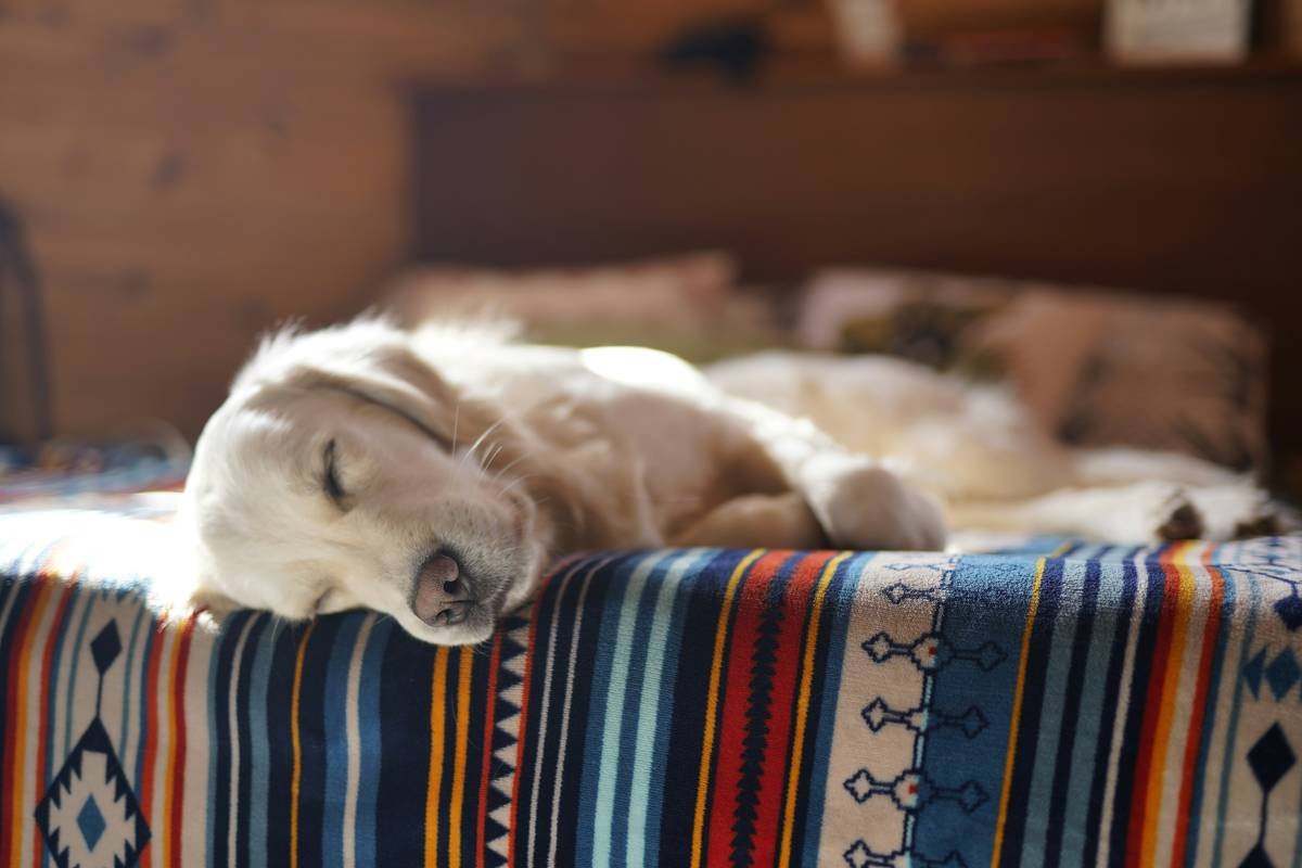 Bed Vibration Techniques: How to Wake Your Deaf Dog Safely & Humanely