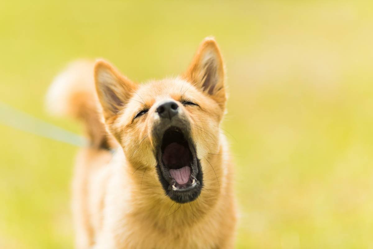 Chart showing response rates of deaf dogs to doorbell vibrations vs. visual cues alone