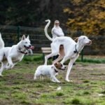 Deaf Dog Owner Forums: Your Secret Weapon for Raising a Happy, Confident Deaf Pup