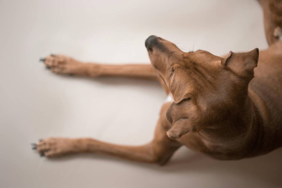 Diagram showing Pacinian corpuscles in dog paw pads sending vibration signals to the brain via the somatosensory cortex