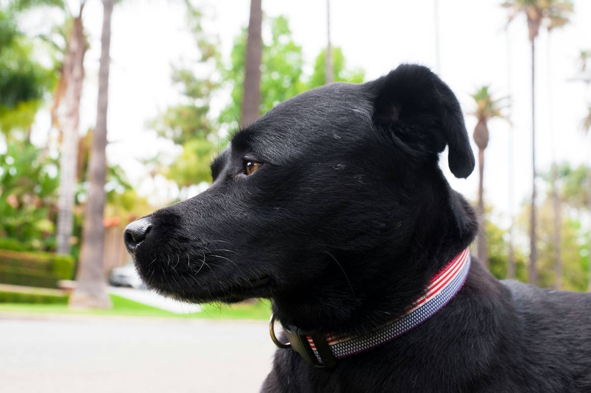 Doorbell Vibrations for Deaf Dogs: Train Your Pup to Respond Without Sound