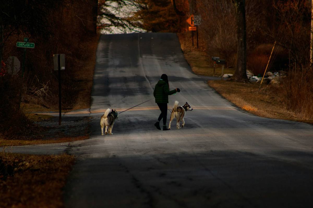 Flashlight Signal Techniques: How to Train Your Deaf Dog with Light-Based Communication