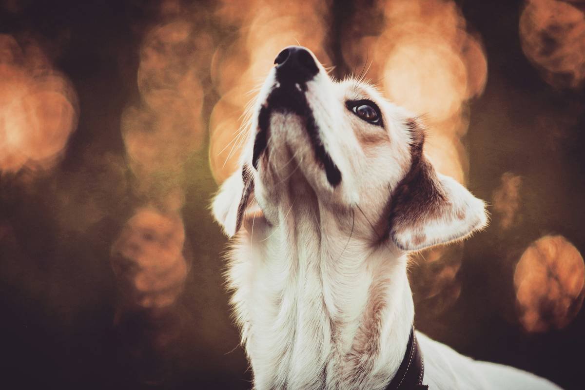 Infographic showing canine sleep cycles and safe vs. unsafe wake-up methods for deaf dogs