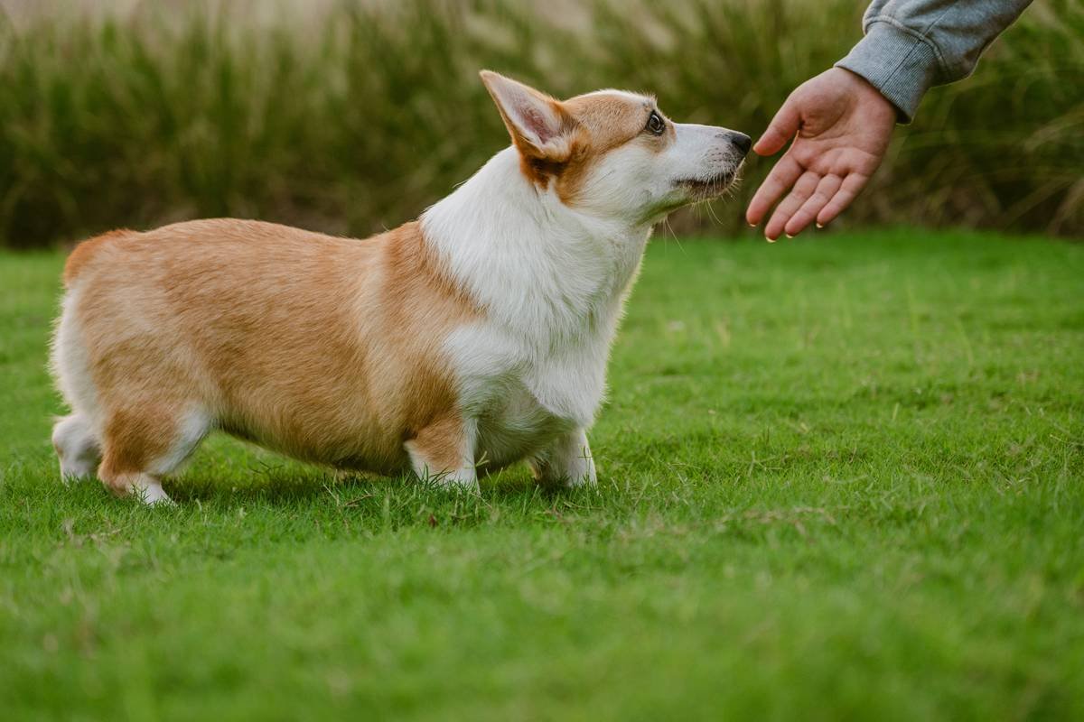 Infographic showing how vibrating collars replace auditory cues for deaf dogs using visual icons: ear with X, paw on vibrating collar, dog turning toward owner, treat reward.