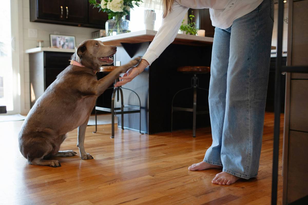 Infographic showing three family members using different hand signals for 'stay' causing dog confusion