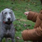 Support Groups for Deaf Dogs: Why You Need One (and How to Find the Right Fit)