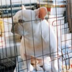 Vibrating Collar Training for Deaf Dogs: A Humane, Effective Guide Backed by Science