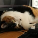 Why Online Communities Are Your Secret Weapon for Training a Deaf Dog