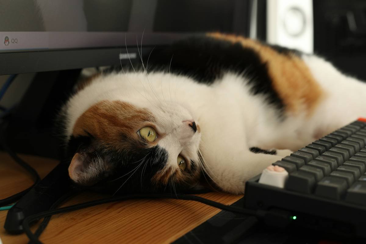 Why Online Communities Are Your Secret Weapon for Training a Deaf Dog