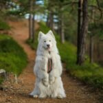 Why Visual Cue Consistency Is the Secret Sauce to Training Your Deaf Dog