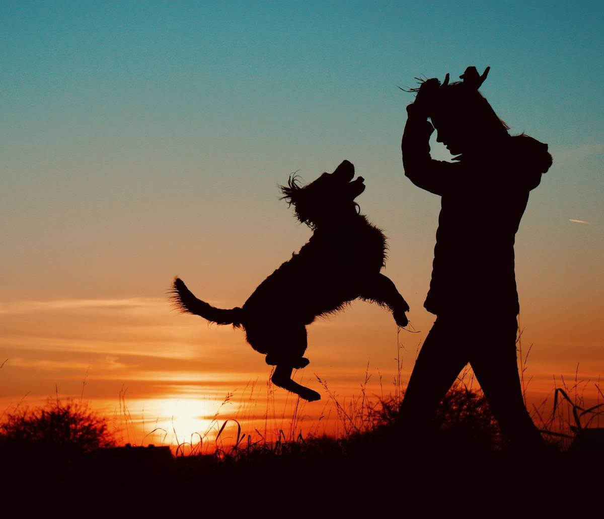 Bar chart comparing visual vs. verbal command success rates in deaf and hearing dogs, showing 92% success for visual-trained deaf dogs vs. 78% for verbal-only hearing dogs in high-distraction settings.