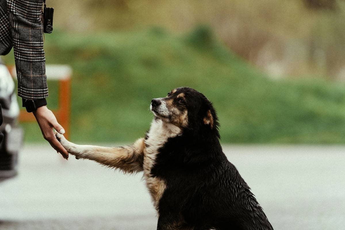Comparison infographic: vibration collar vs. shock collar vs. flat collar for deaf dog training, showing humane effectiveness ratings from veterinary behaviorists