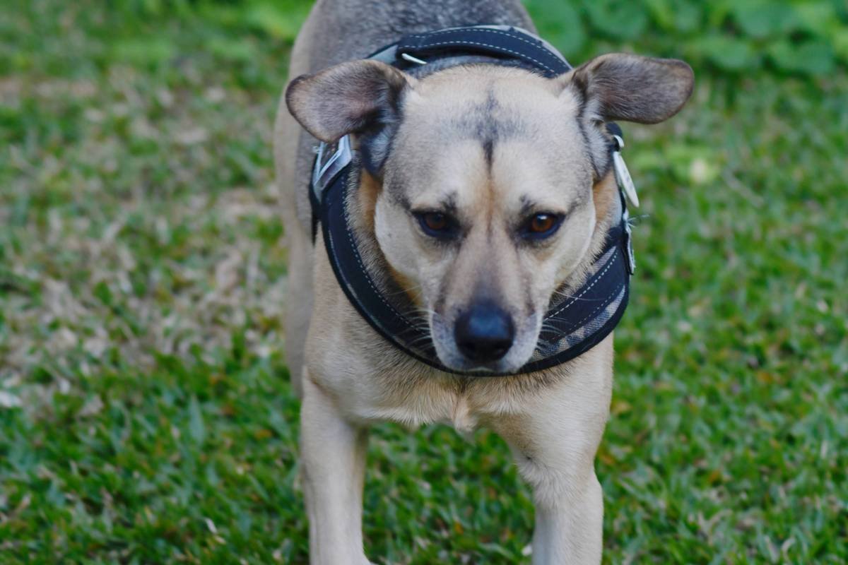 Deaf Dog Training Collar: What Works, What Doesn’t, and How to Train Your Pup Without Sound