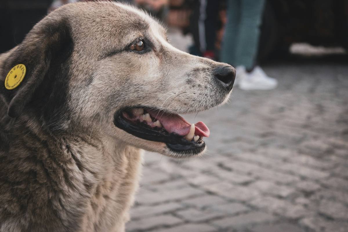 Deaf Dog Training: How to Teach Your Non-Hearing Pup with Love, Patience, and Precision