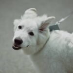 Deaf Dog Training Melbourne: Expert-Backed Strategies That Actually Work