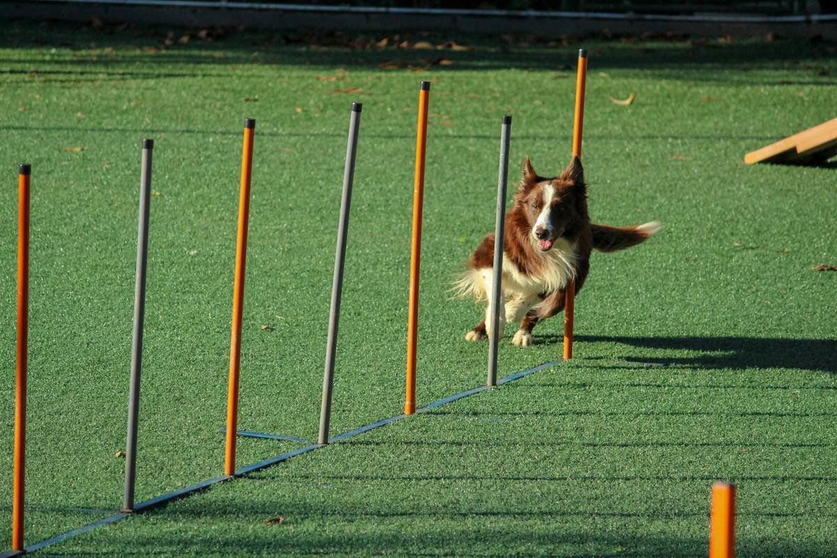 Dog Training for Deaf Dogs: A Compassionate, Visual Guide That Actually Works