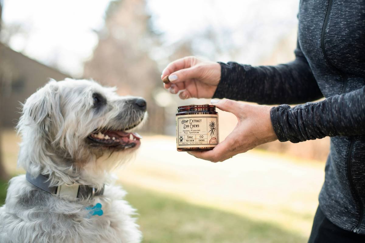 Fundraising for Deaf Dogs: How to Rally Support and Make a Real Difference
