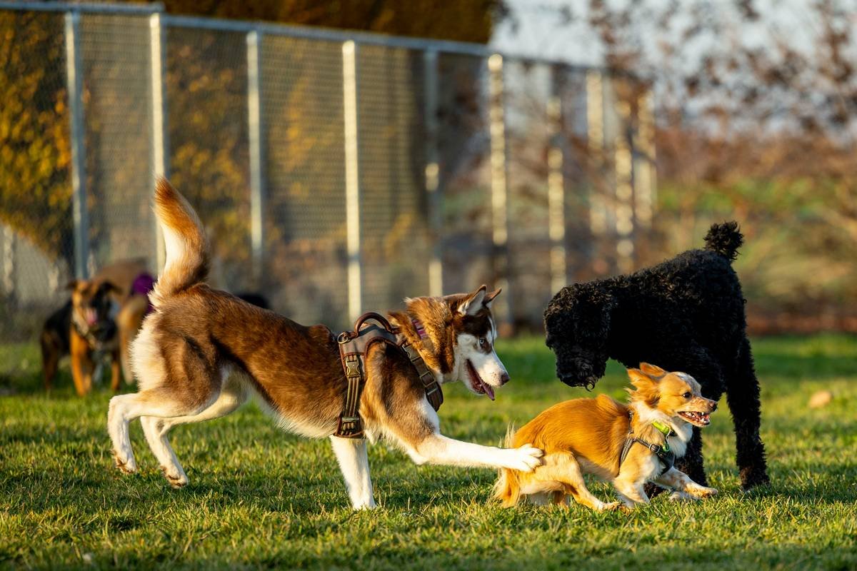 Group of owners practicing hand signals with deaf dogs in a grassy park setting under soft sunlight