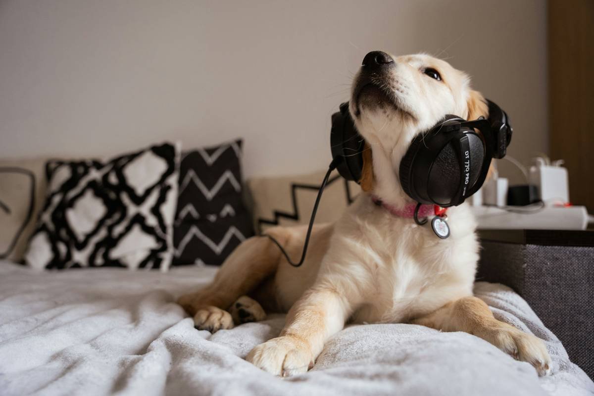 How Awareness Campaigns Are Changing the Game for Deaf Dog Training (And How You Can Help)