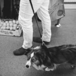 How to Teach a Deaf Dog Using Vibrational Cues: A Proven, Stress-Free Guide