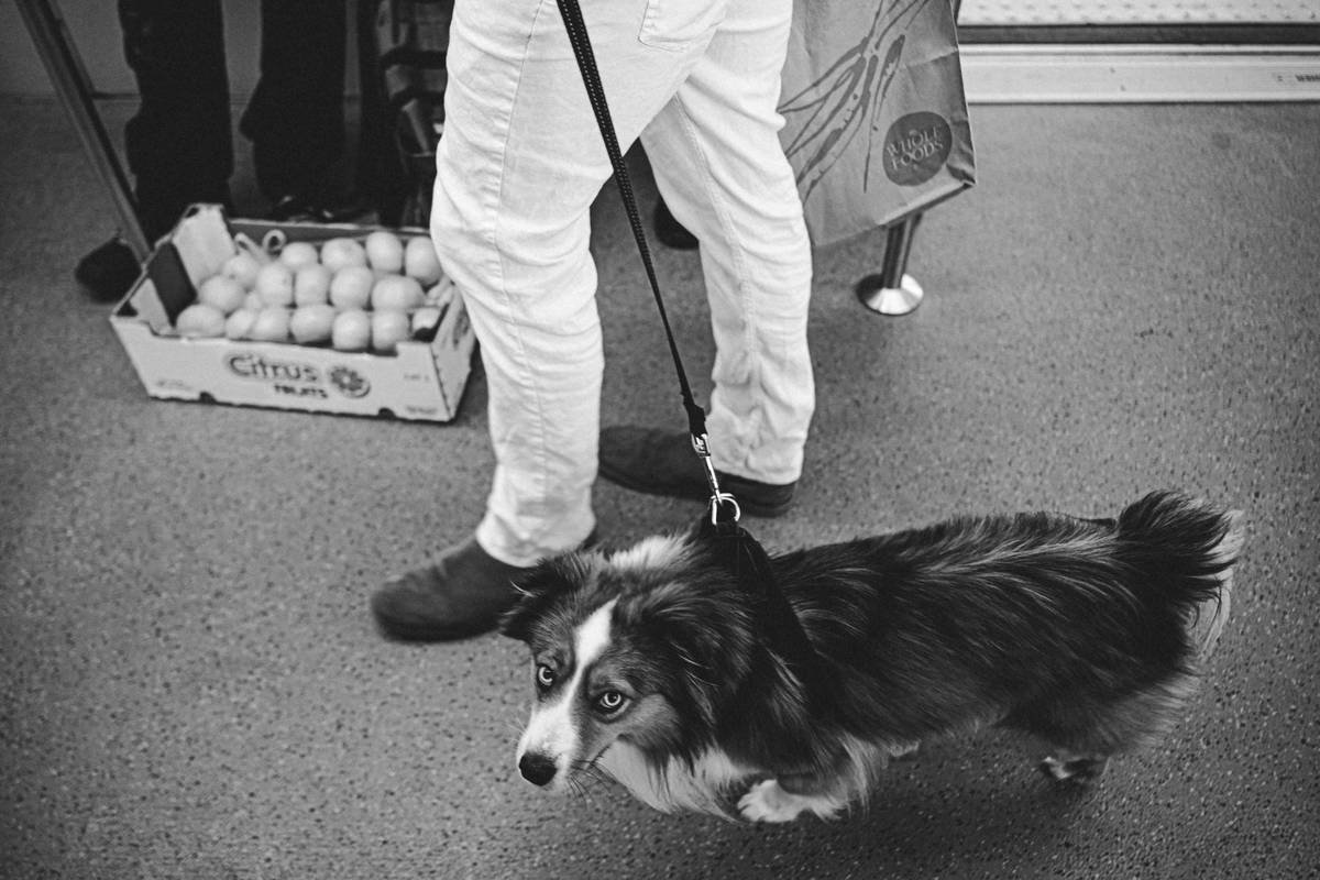 How to Teach a Deaf Dog Using Vibrational Cues: A Proven, Stress-Free Guide