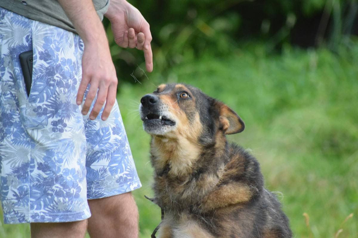 Infographic showing 5 essential visual cues for deaf dogs: recall = open palm sweep upward, sit = flat palm down, stay = finger point to ground, drop = two fingers down like diving plane, watch me = tap chest twice