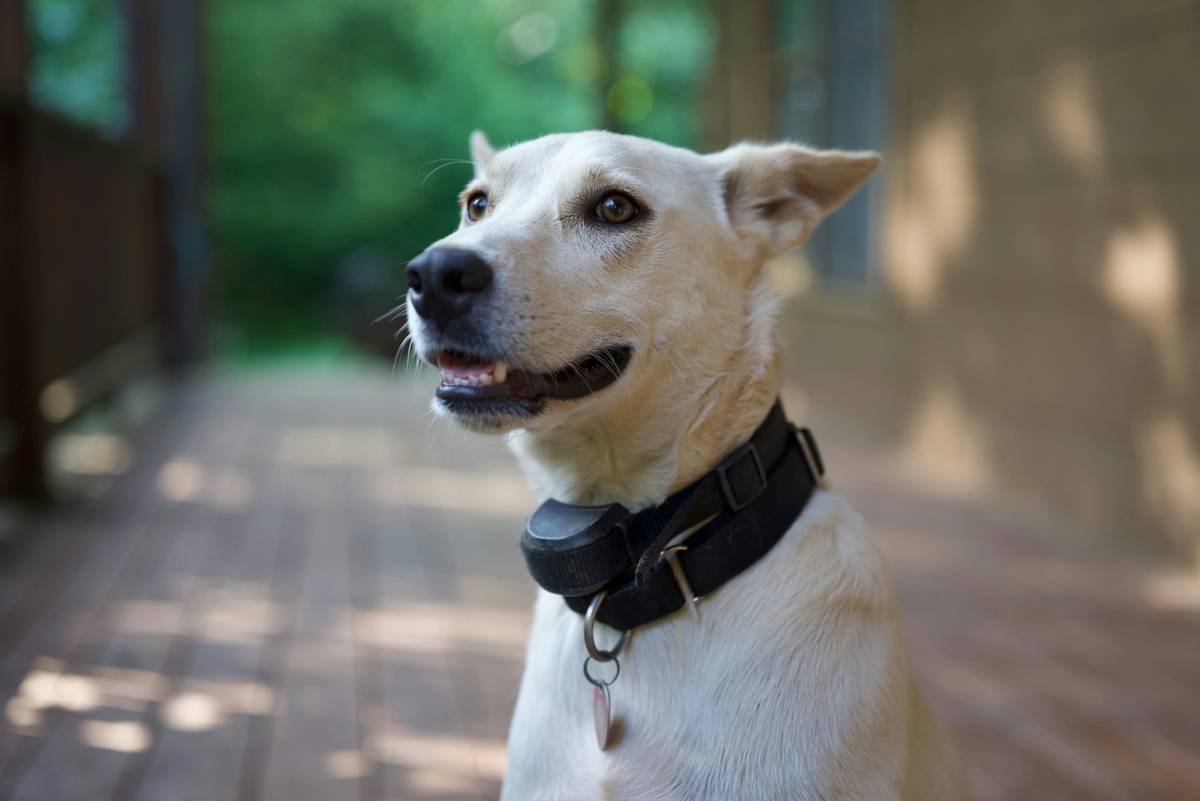 Infographic showing 5 key vibrational training success metrics: latency, consistency, generalization, stress indicators, and cue discrimination with sample data points for a deaf dog named Max over 14 days.