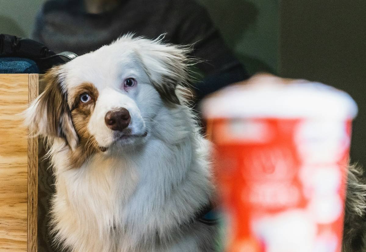 Infographic showing average costs for deaf dog care: veterinary screening ($150), visual training sessions ($400), vibration collar ($120), emergency fund ($300), total ~$970 vs. $650 for hearing dogs