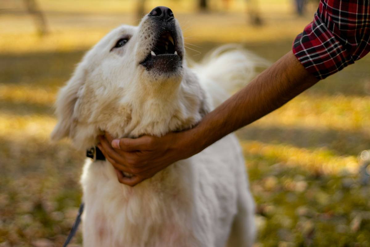 Infographic showing hand signals for sit, stay, come, and good in dog training for deaf people