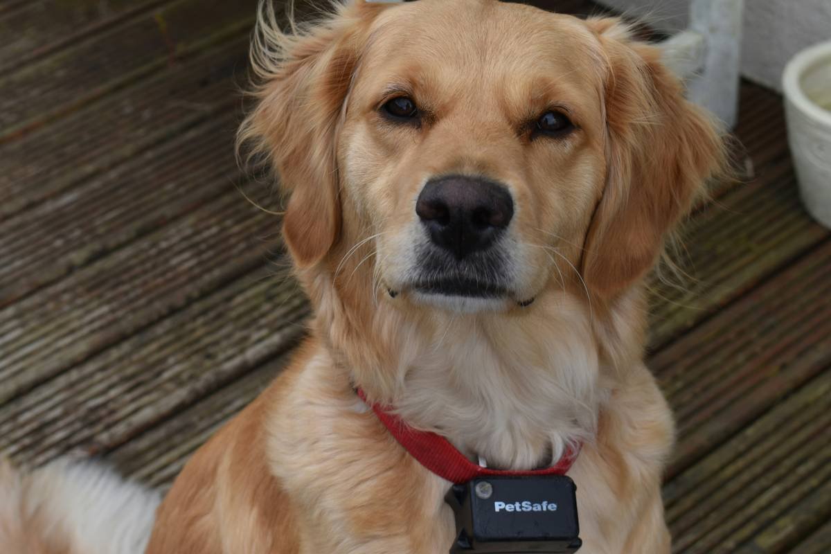 Infographic showing how vibration collars help deaf dogs respond to cues through touch instead of sound, with steps: 1) Pair vibration with treat, 2) Add cue word like 'come', 3) Practice in distractions.