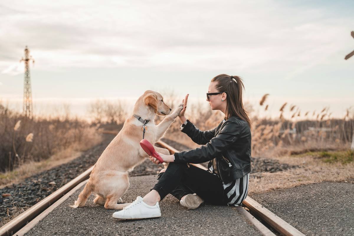 Infographic showing key visual commands for deaf dogs: 'Look' (point to eye), 'Sit' (flat palm down), 'Come' (sweep arm inward), 'Stay' (open palm forward), 'Leave it' (closed fist). Includes success rates from a 2022 UC Davis study.