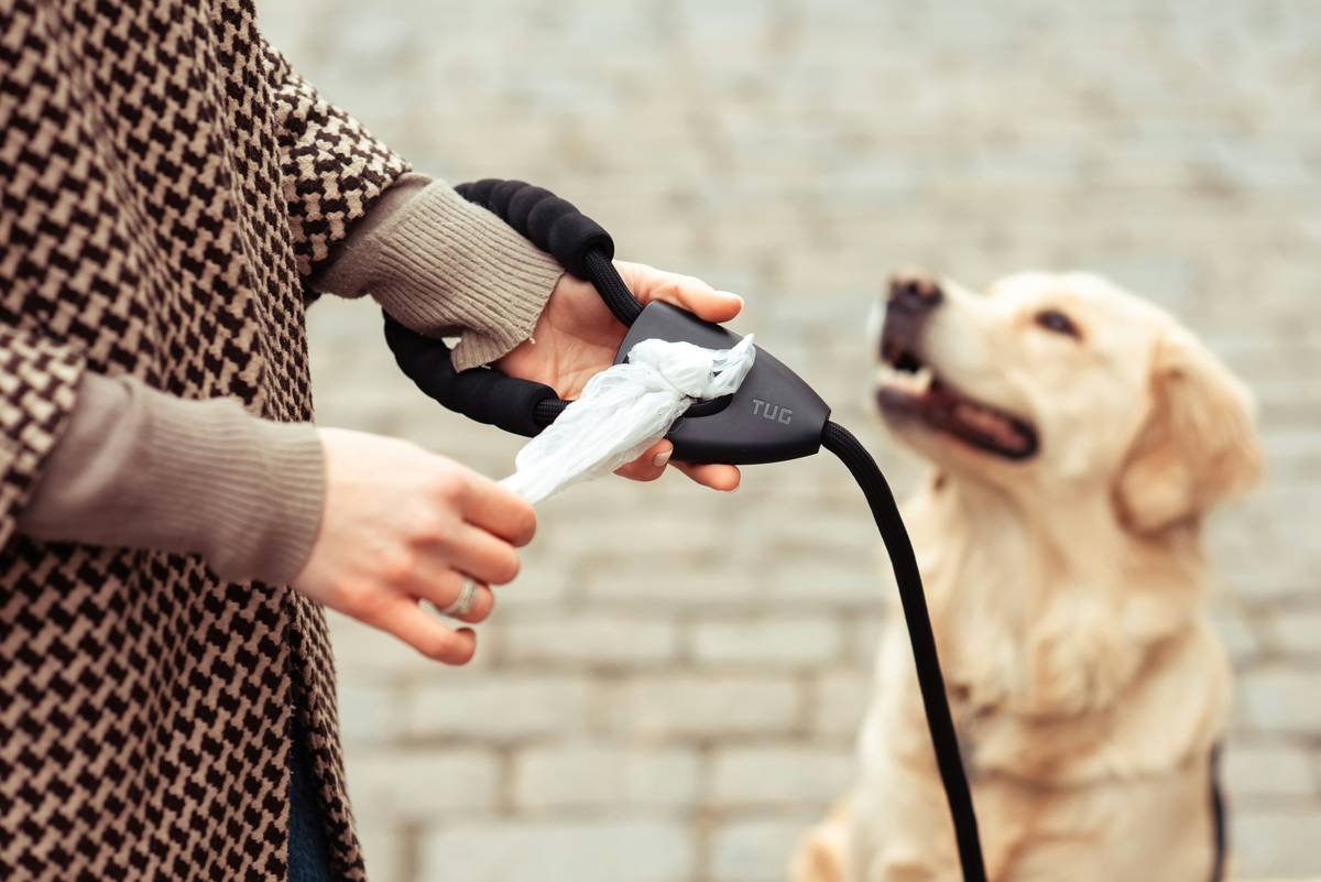 Infographic showing that 68% of surveyed pet owners believed deaf dogs couldn't be reliably trained, versus actual success rates of 92% with visual cue training