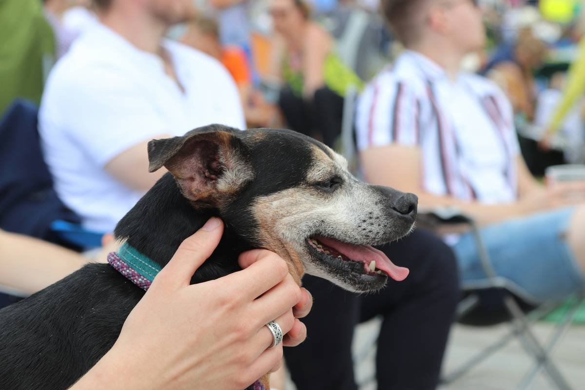 Infographic showing trusted sources for deaf dog training: Deaf Dog Education Action Fund (58%), ASPCA Canine Communication Guide (32%), Certified Behaviorists (7%), Unvetted Social Media Groups (3%)