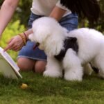 The Best Deaf Dog Training Book Isn’t What You Think—Here’s Why (and Which One Actually Works)