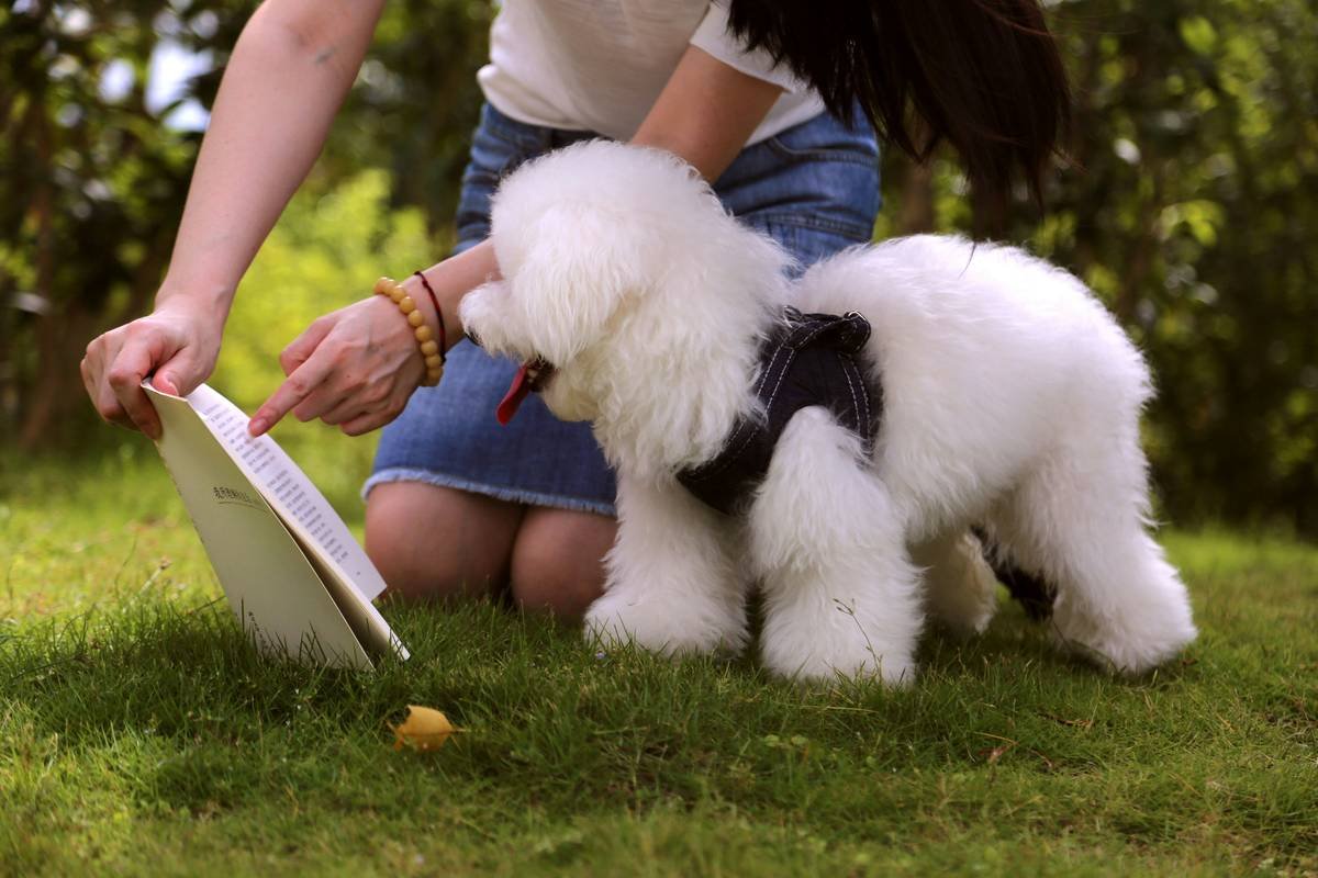 The Best Deaf Dog Training Book Isn’t What You Think—Here’s Why (and Which One Actually Works)
