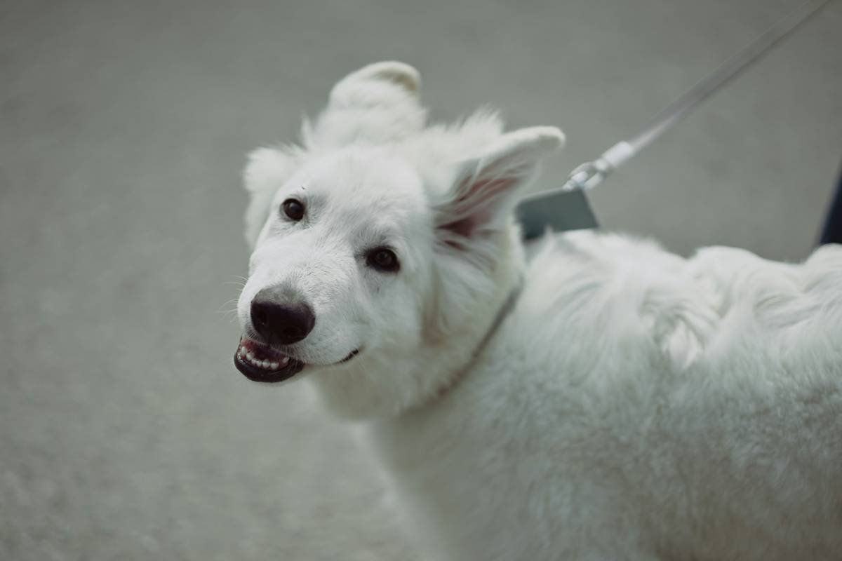 Vibrational Cue FAQs: Your Go-To Guide for Training Deaf Dogs with Confidence