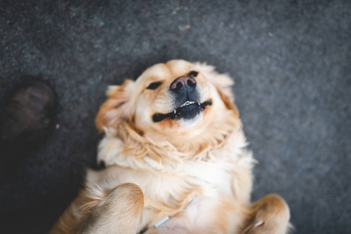 Vibrational Cue How to Help a Deaf Dog: The Gentle, Effective Training Method That Actually Works
