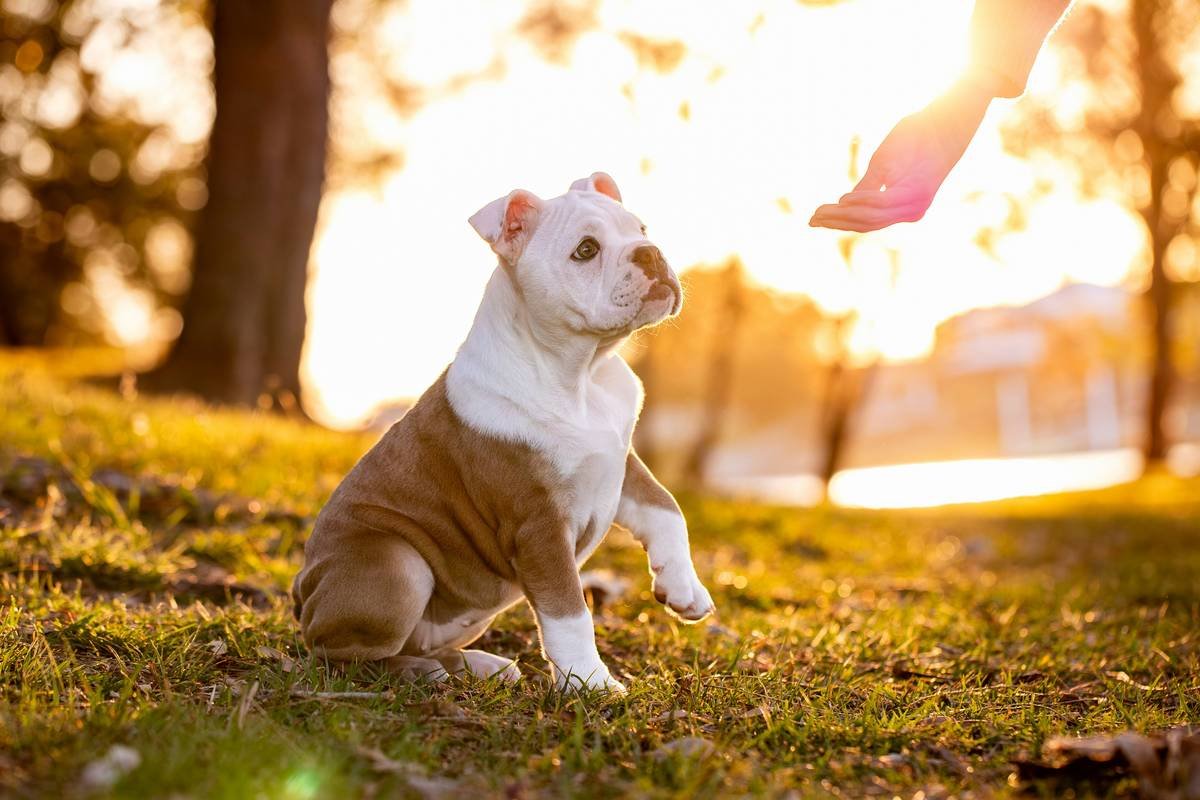 Vibrational Cue How to Train a Deaf Dog: The Gentle, Effective Method That Actually Works