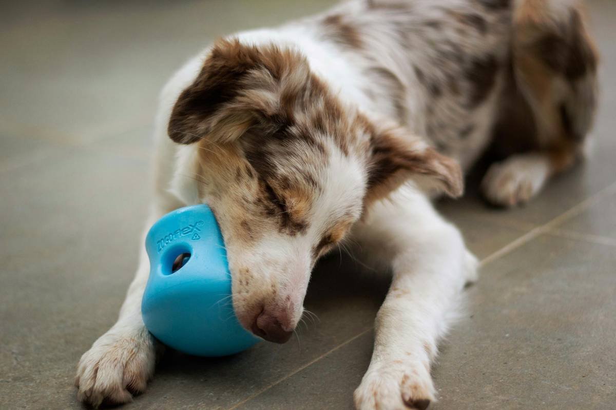 Vibrational Device Reviews: The Honest, Hands-On Guide for Training Your Deaf Dog
