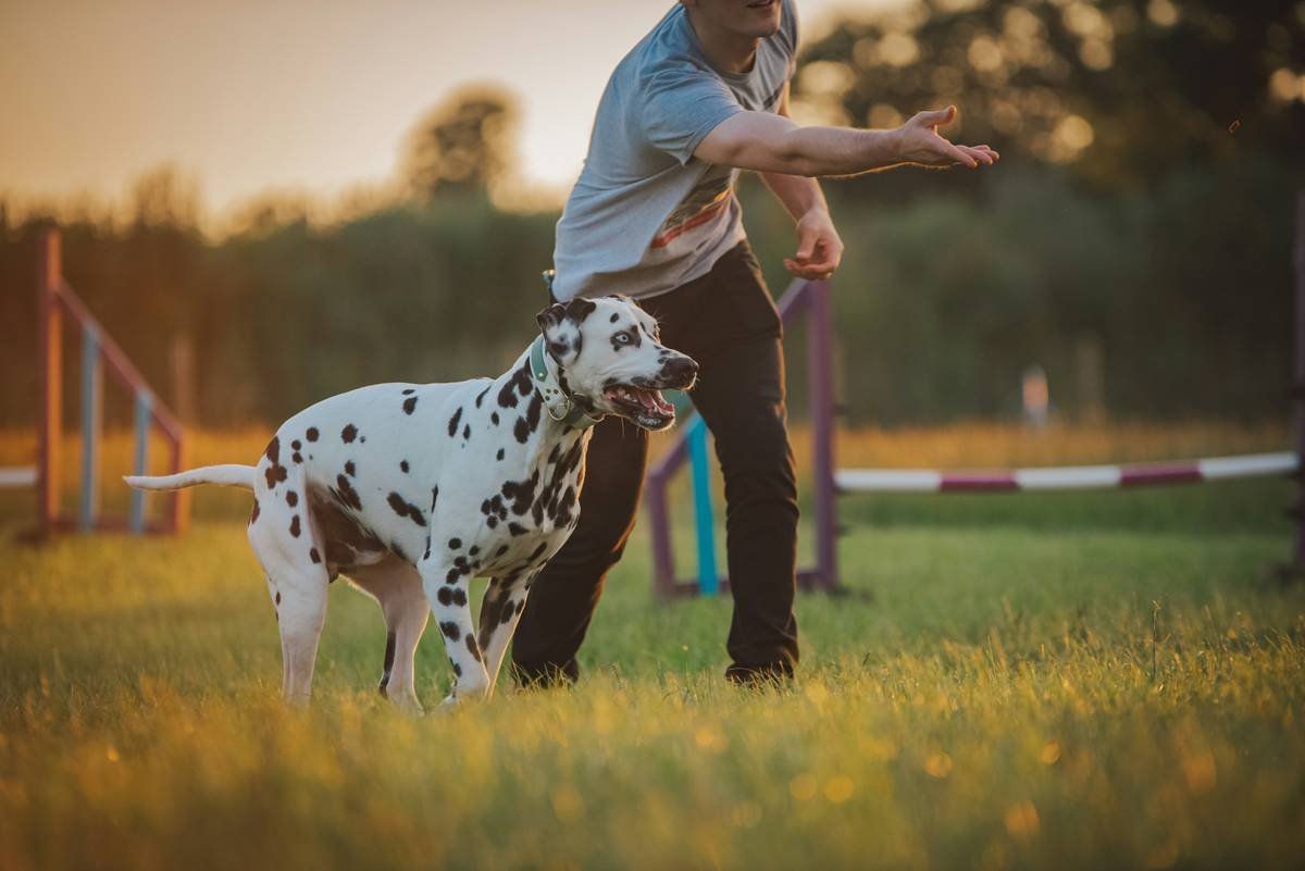 Visual Command FAQs: Your Go-To Guide for Training Deaf Dogs