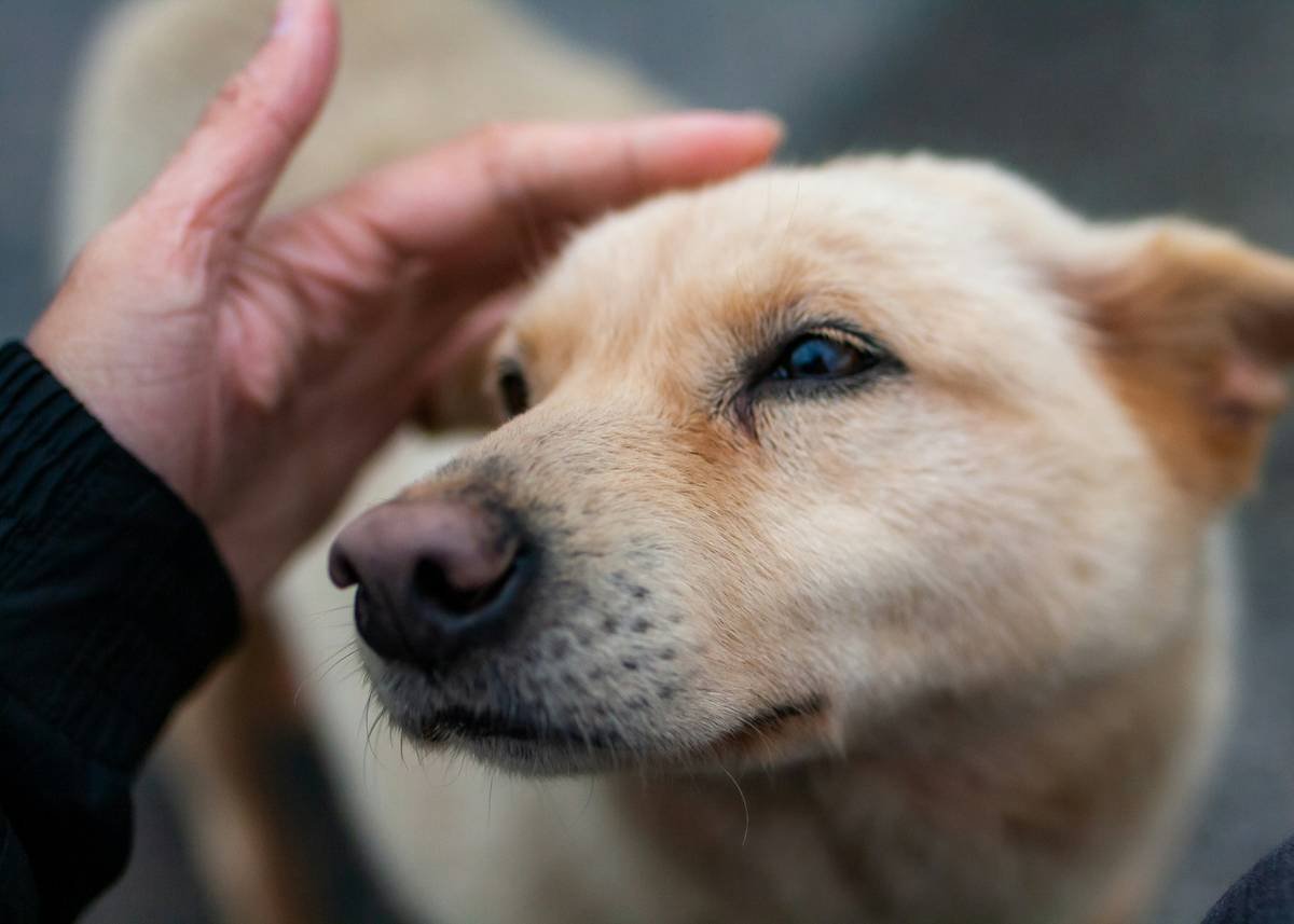 Why Community Training Workshops Are a Game-Changer for Deaf Dog Owners