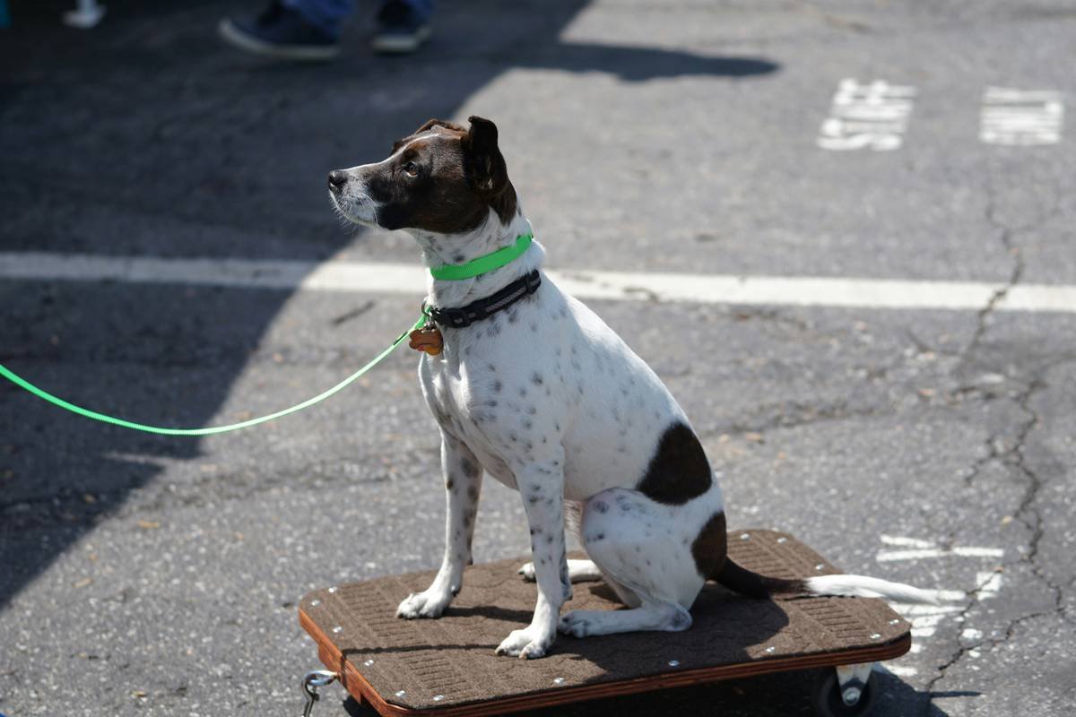 Can a Vibration Plate Dog Collar Train Your Deaf Pup? Truth, Tips & Real Results