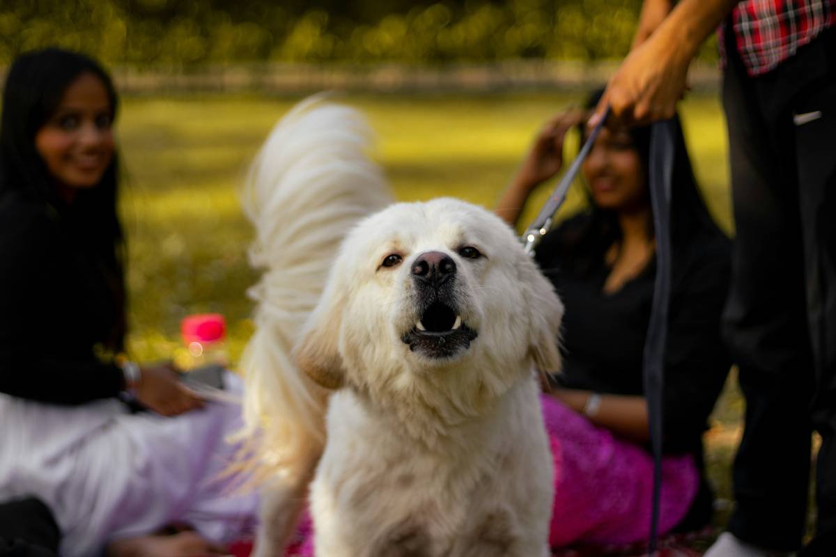 Chart showing 5 essential hand signals for deaf dogs: sit (flat palm down), down (palm sweeping downward), stay (open palm forward), come (beckoning finger), all done (crossed arms)