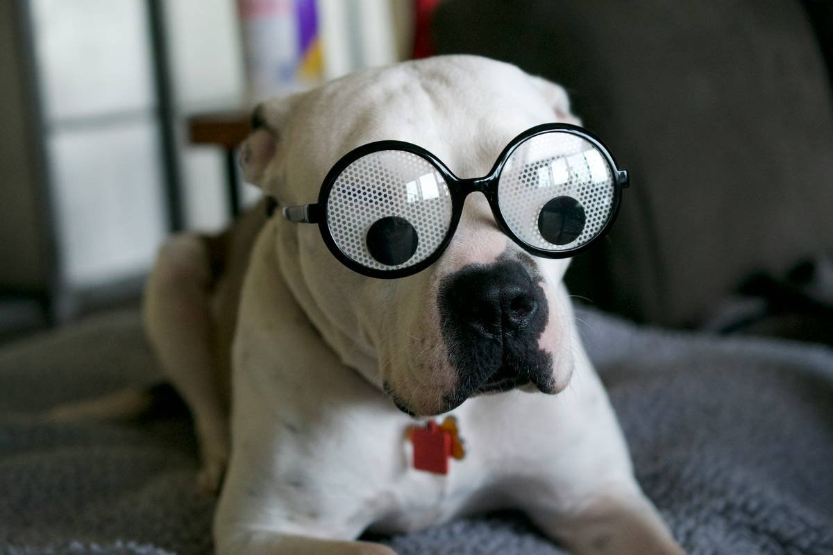 Deaf and Blind Dog Training: Compassionate, Effective Strategies That Actually Work