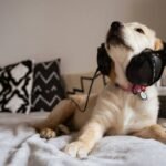 Deaf Dog Vibration Collar: Safe, Humane Training That Actually Works