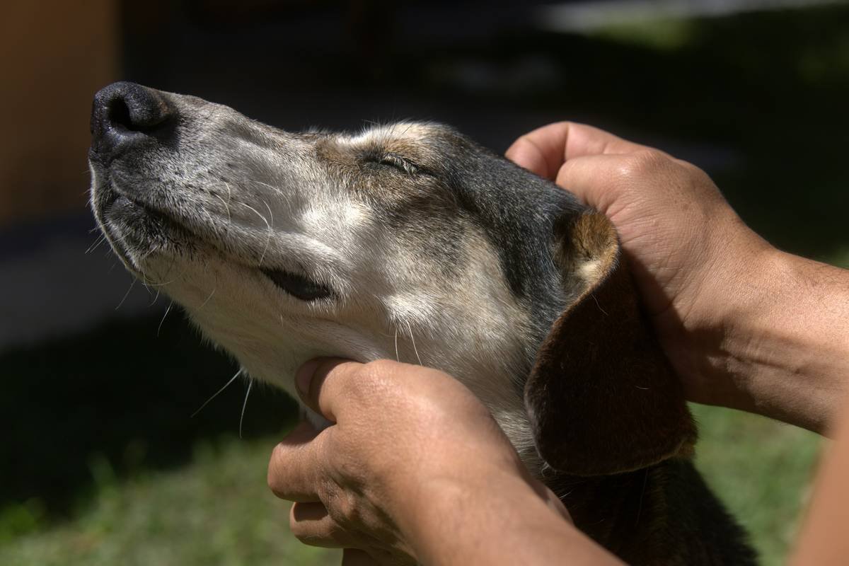Diagram showing how a vibration collar delivers gentle pulses to a dog's neck without causing pain, compared to shock collars