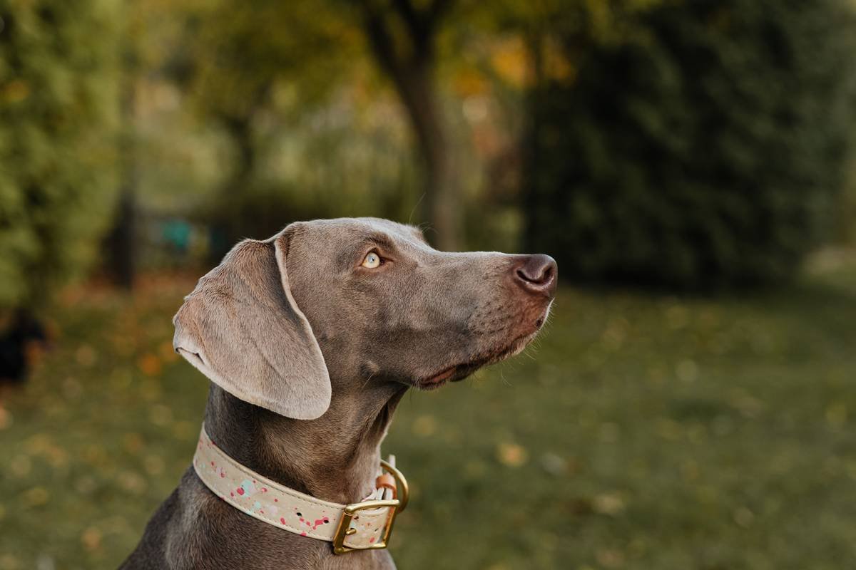 Infographic showing how deaf dogs perceive the world vs. hearing dogs, with vibration collar as communication bridge