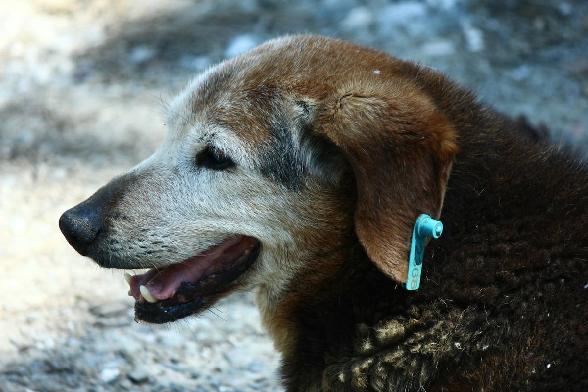 How to Help Deaf Dog: A Compassionate, Expert-Backed Guide for Owners
